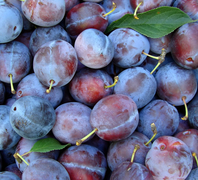 Bauer Reinhart im Steigerwald